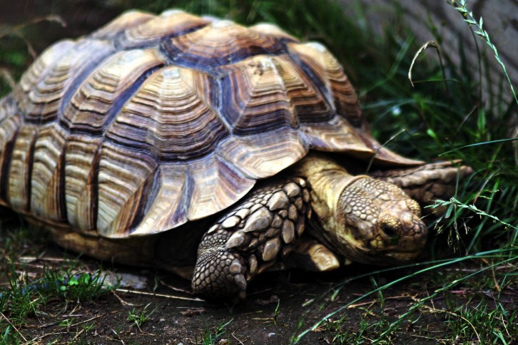 The Tortoise, Somewhere in Maine