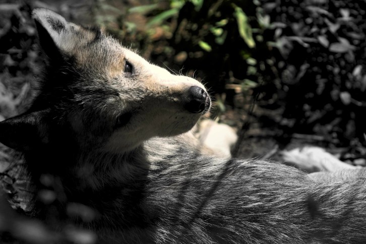 Mexican Grey Wolf (Low Color)