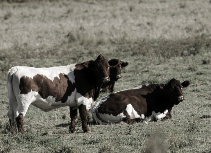 The Cows (Photometric Low Color)