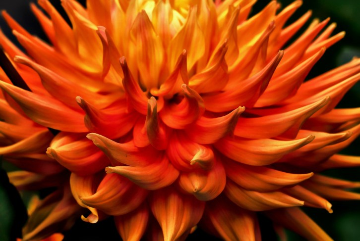 The Orange Dahlia