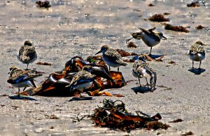 Gathering of Plovers, Wells, Maine