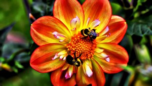 The Bees and the Dahlia