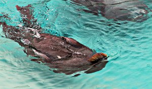 Doing the Backstroke, Quebec Aquarium