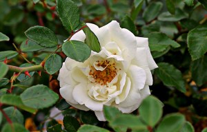 White Beach Rose