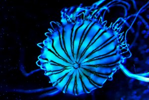 The Jelly, Quebec Aquarium