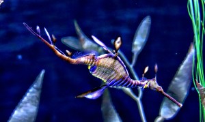 The Leafy Sea Dragon, Quebec Aquarium