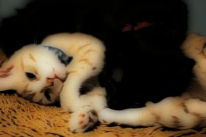 Siblings at Rest, Soft Pastel Effect