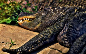 Watch Out for the Gator, Baby!