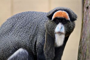 DeBrazza's Monkey
