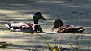 Sweet Harmony, Ipswich, Massachusetts