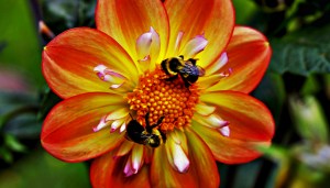 The Bees and the Dahlia