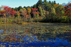 View of Ipswich Audubon