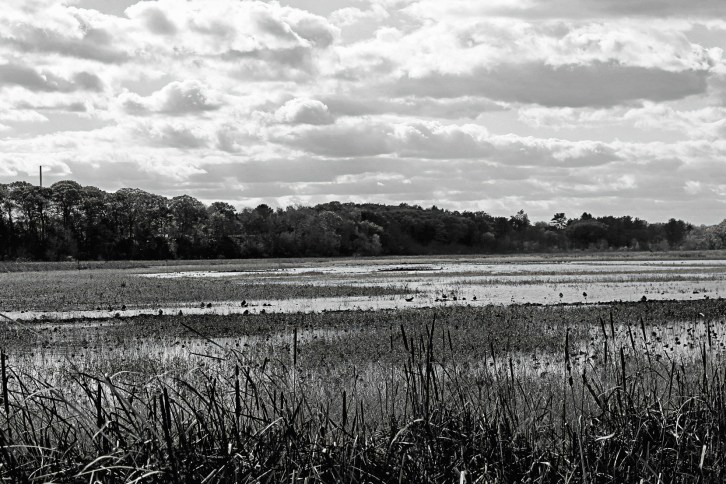 Dusk at Great Meadows-Detail B&amp;W