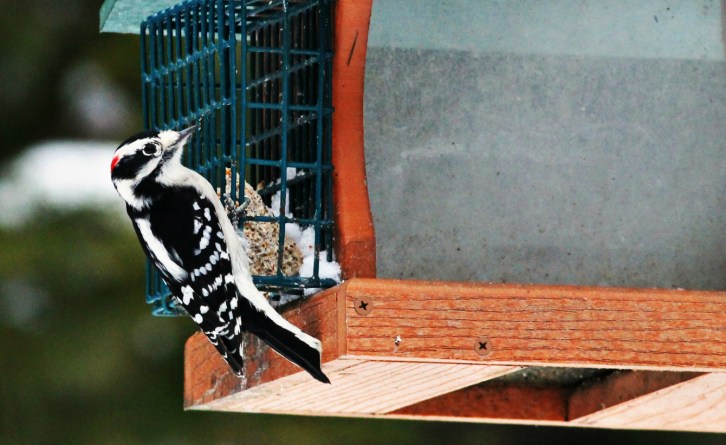 Male Downy Woodpecker-2A-hdri