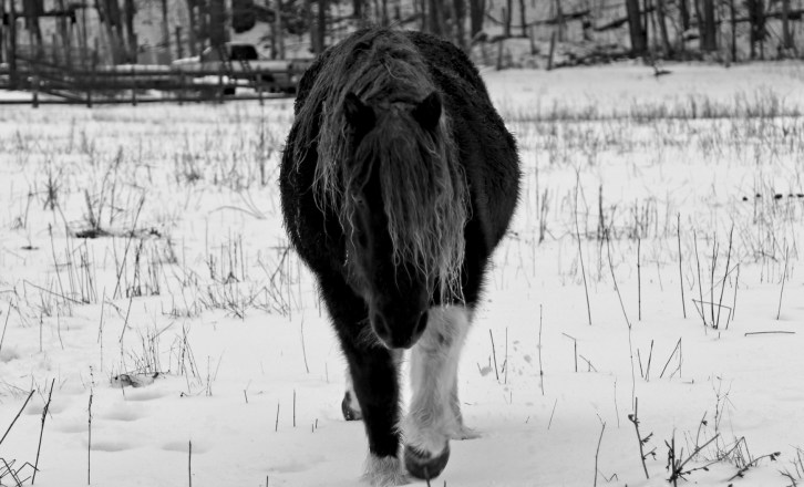 The Horse-2-Portrait B&amp;W