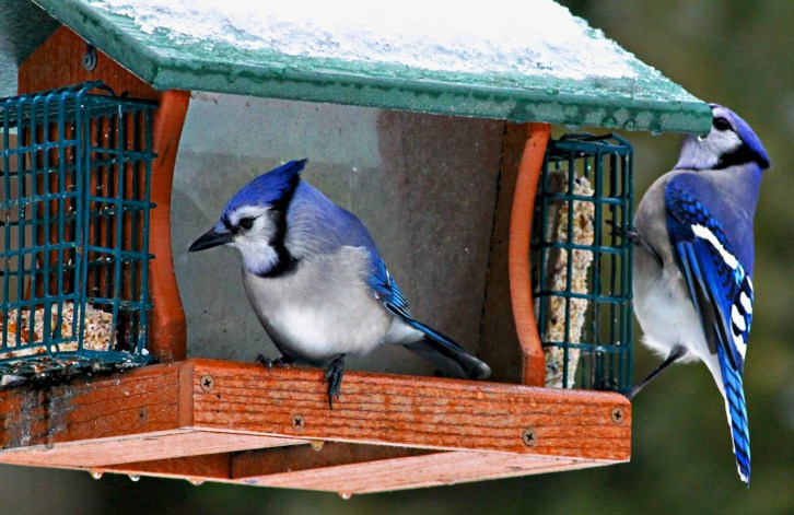 Two Blue Jays-2-hdri.jpg