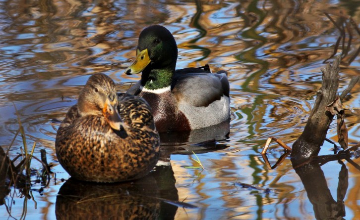 Follow the Leader-1-hdri