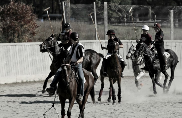 Harvard Women's Polo 10-Hint of Color
