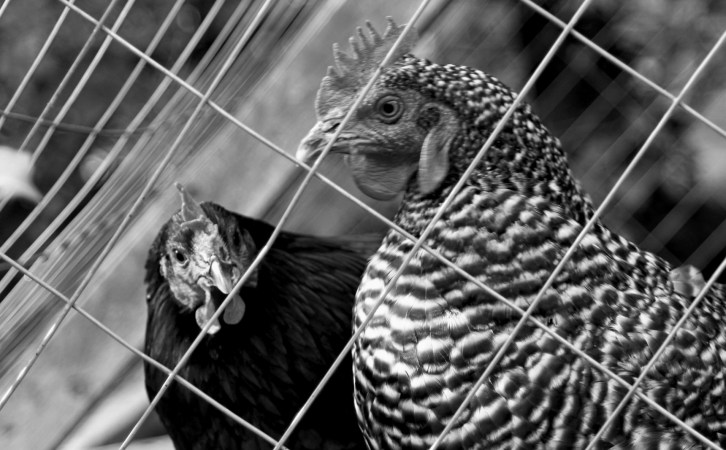 Molly and Bellatrix-1-Portrait B&amp;W