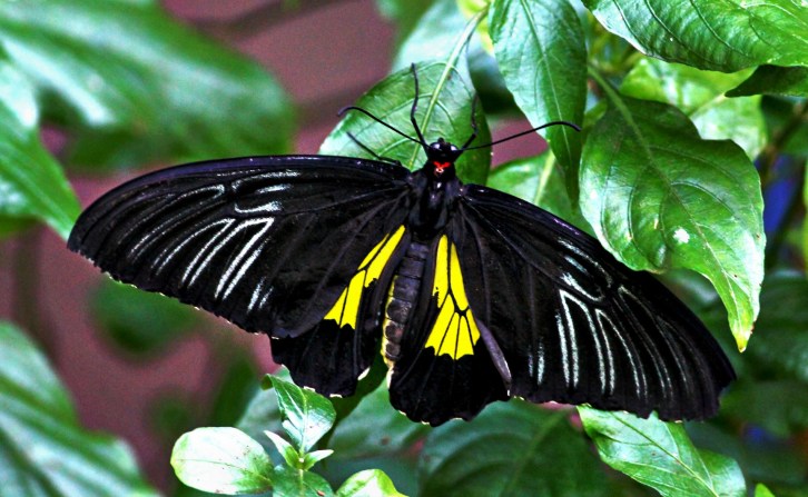 Birdwing Butterfly-4Ahdri