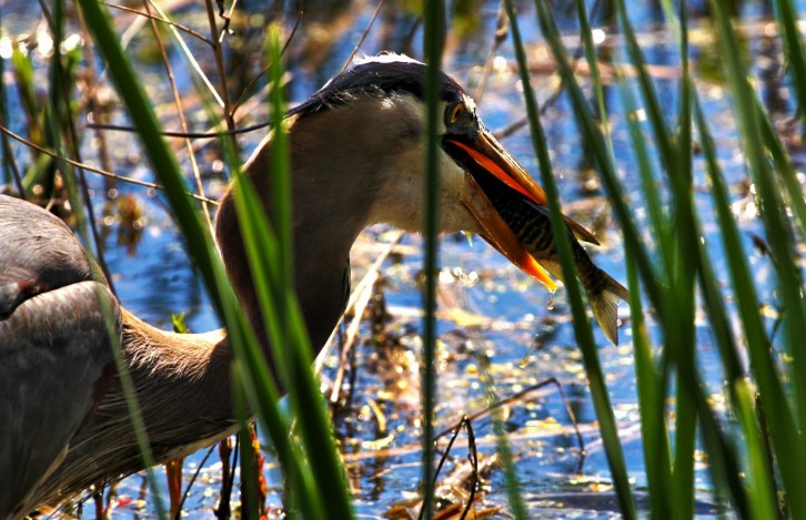 Great Blue Heron-Head Fish-2A-hdri