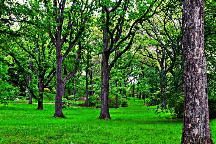 In the Grove-hdr dramatic
