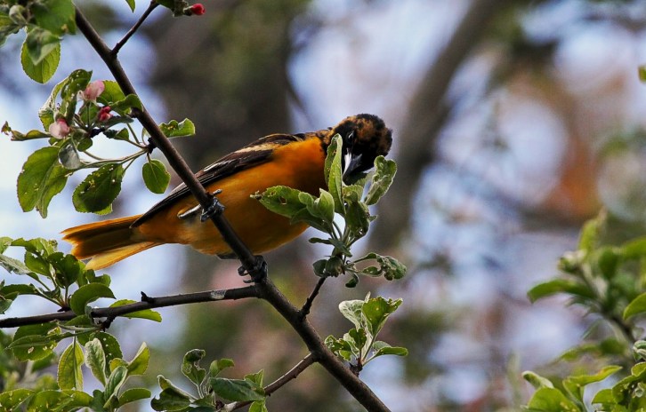Oriole-3A-hdri