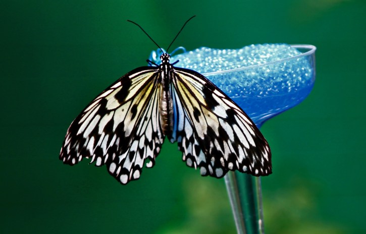 Rice Paper Butterfly-3A-hdri