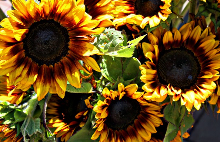 sunflowers-hdri