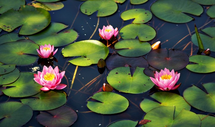 Water Lilies-2-hdri